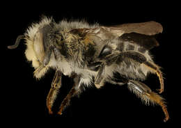 Megachile petulans Cresson 1878 resmi