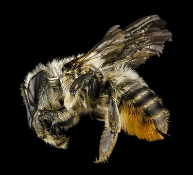 Image of Broad-handed Leaf-cutter Bee