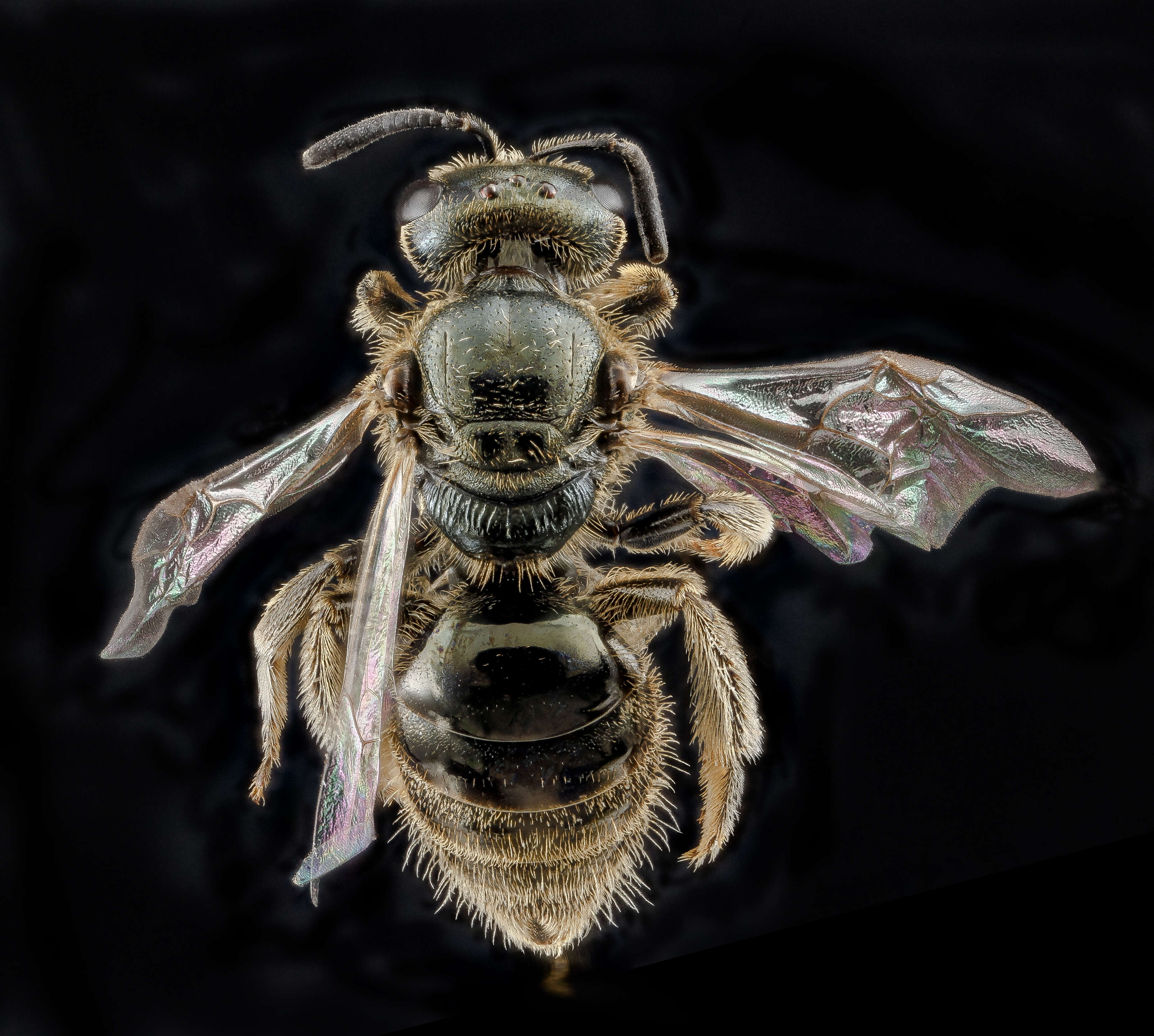 Lasioglossum lineatulum (Crawford 1906) resmi