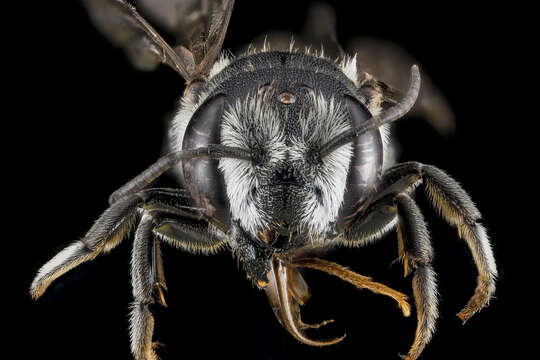 Image of Apical Leafcutter Bee