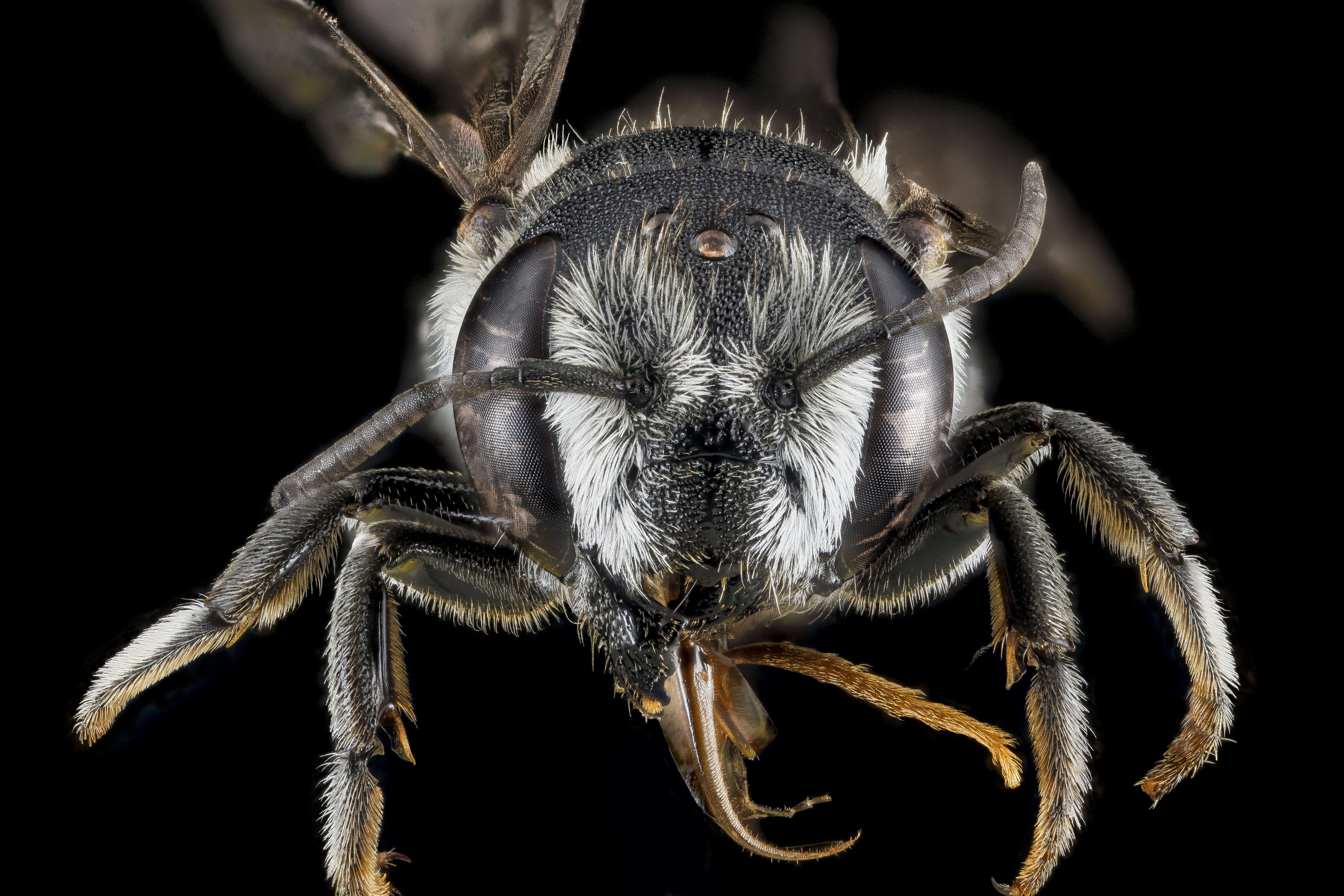Image of Apical Leafcutter Bee