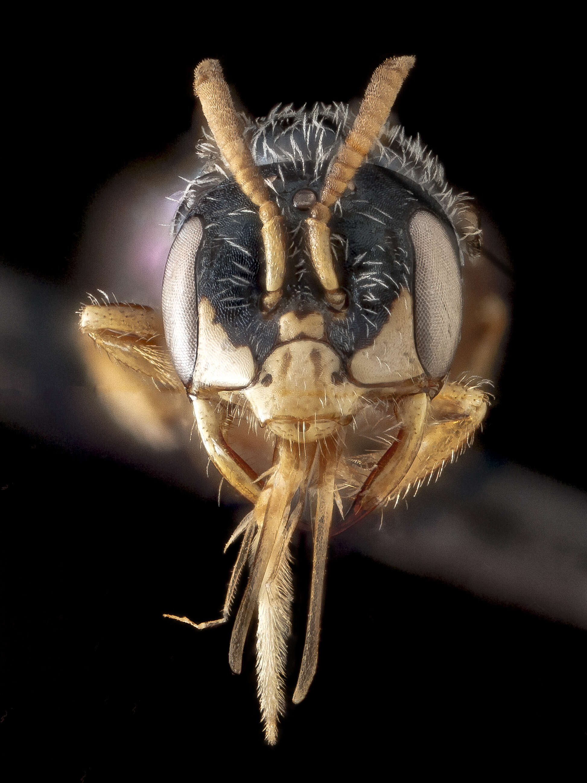 Image of Ground-cherry Perdita