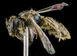 Plancia ëd Lasioglossum lineatulum (Crawford 1906)