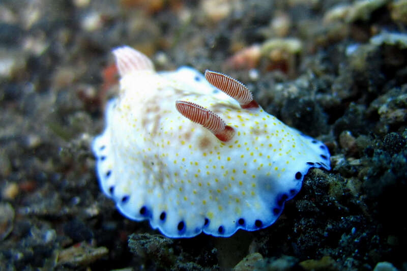 Image of Pale gold and purple slug