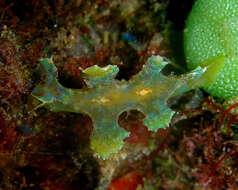 Image of Iridescent nudibranch