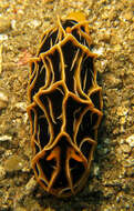 Image of Orange ridge black slug