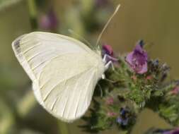 Image of Pieris ergane (Geyer 1828)