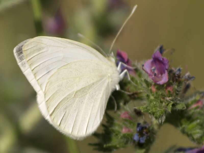 صورة Pieris ergane (Geyer 1828)