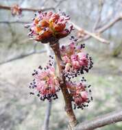 Ulmus procera Salisb.的圖片