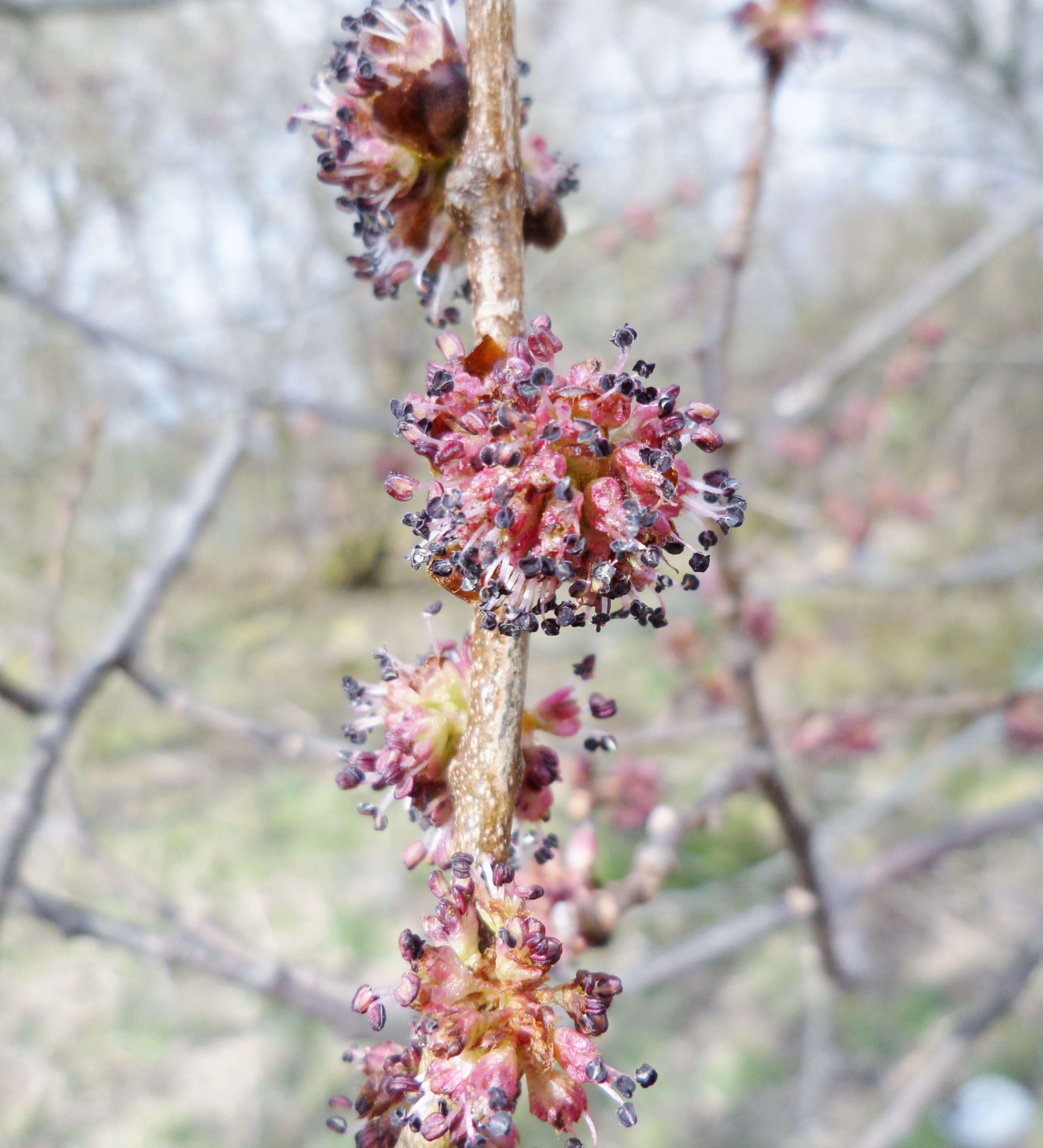 Ulmus procera Salisb.的圖片