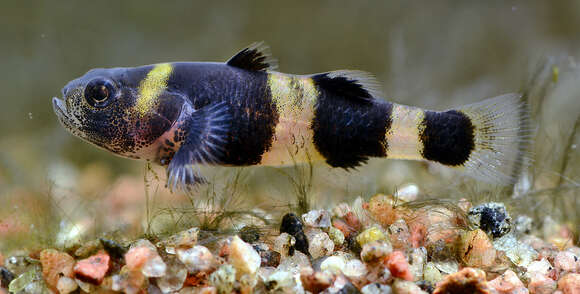 صورة Brachygobius doriae (Günther 1868)