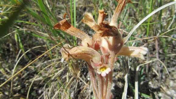 Image of clustered broomrape