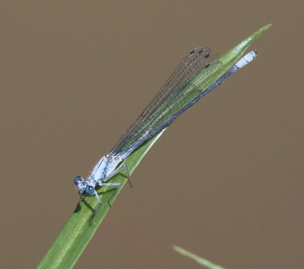 Image of Common Riverjack