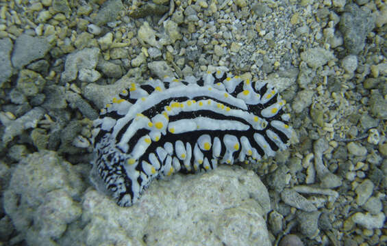 Image of Lumpy black bluegrey orange slug