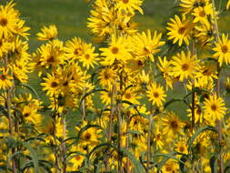 Image of Maximilian sunflower