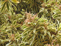 Image of Dracaena reflexa Lam.