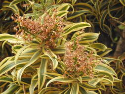 Image of Dracaena reflexa Lam.