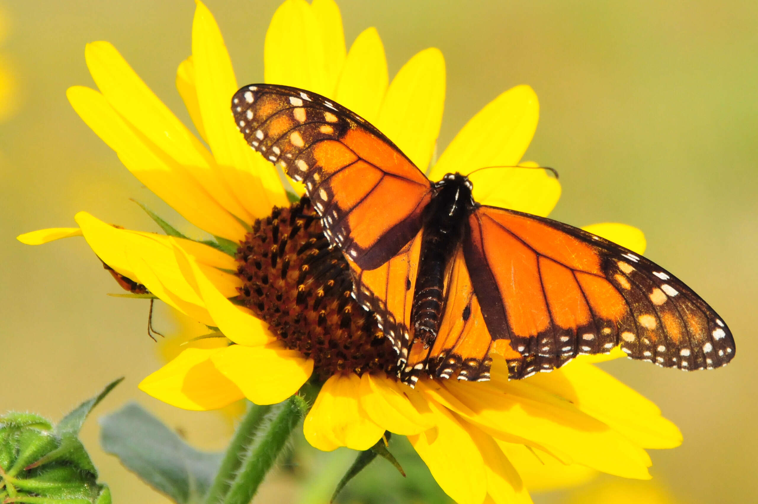 Image of prairie sunflower