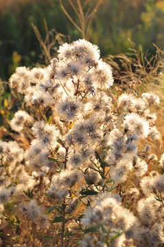 Image de Brickellia eupatorioides (L.) Shinn.