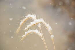 Plancia ëd Elymus canadensis L.