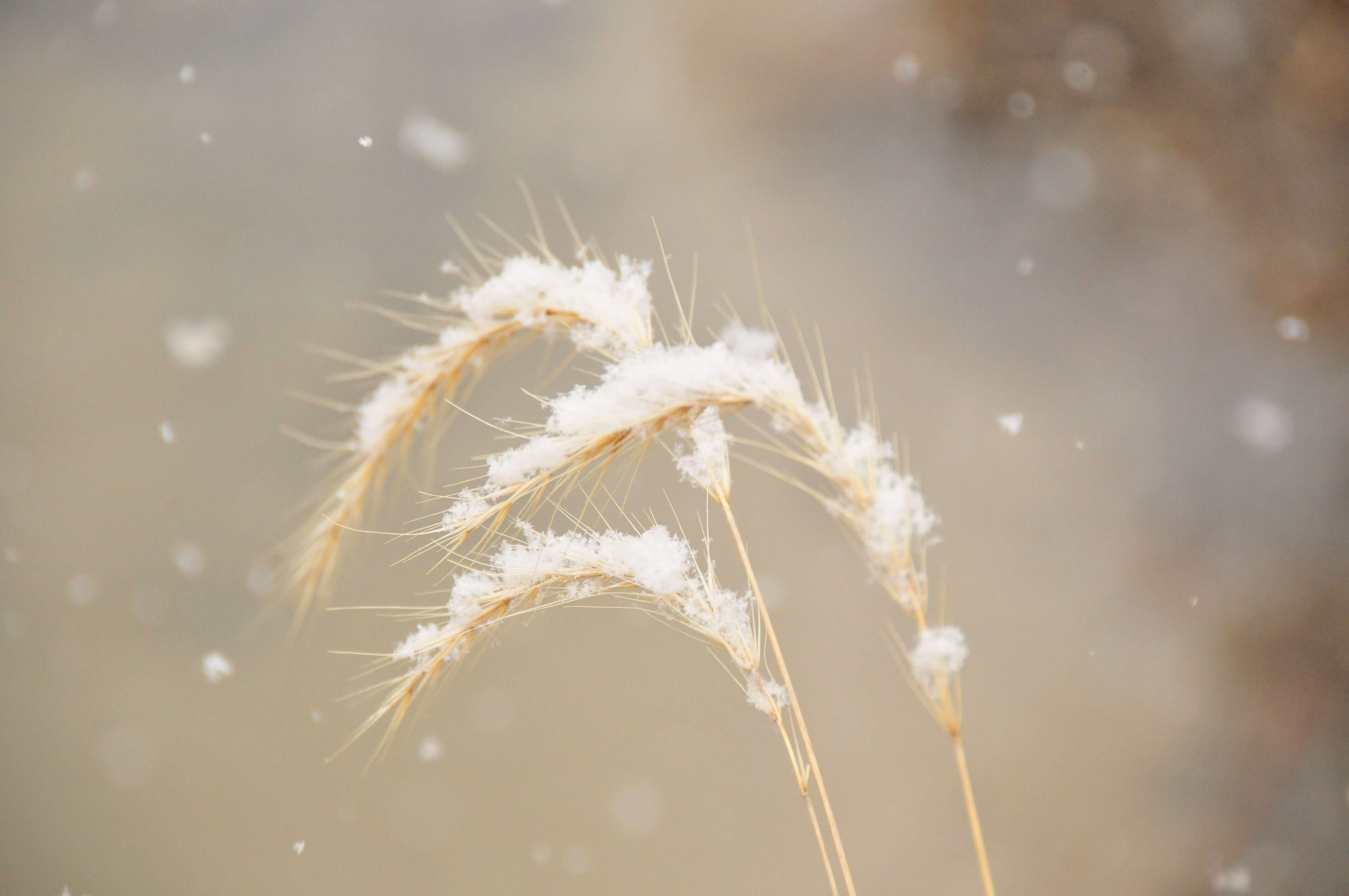 Plancia ëd Elymus canadensis L.