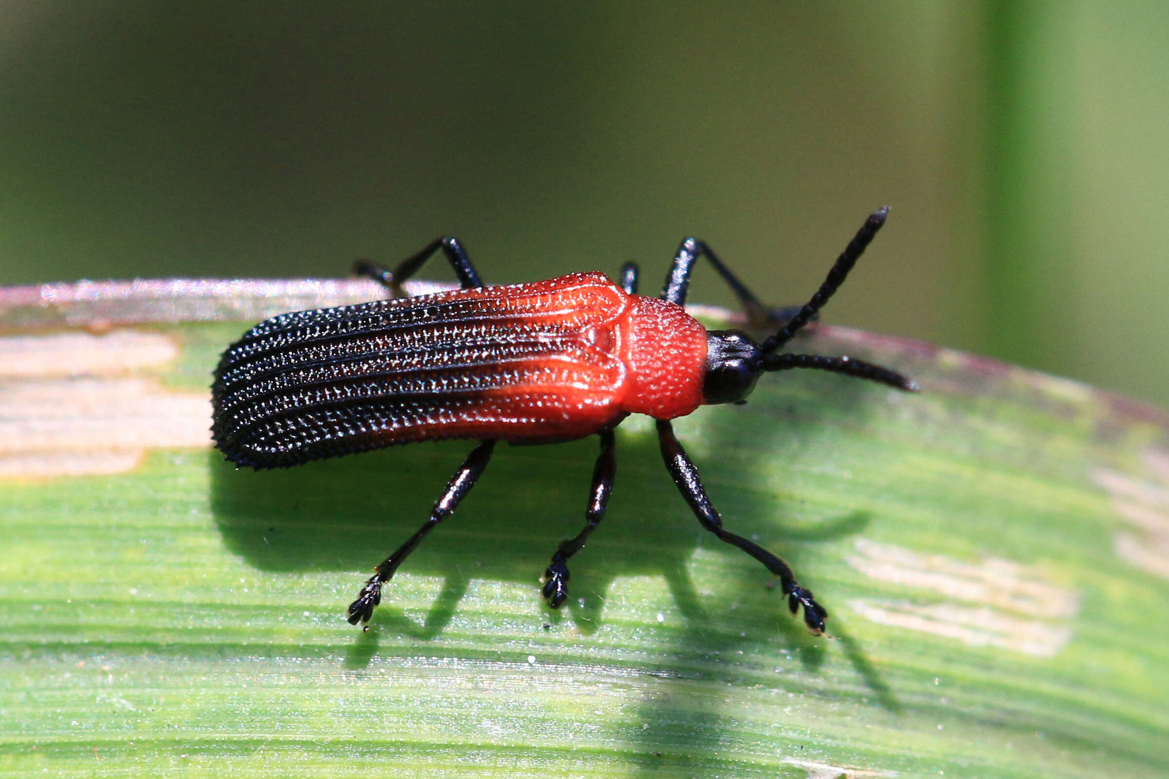 Plancia ëd Chalepus sanguinicollis (Linnaeus 1771)