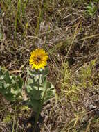 Image of wholeleaf rosinweed