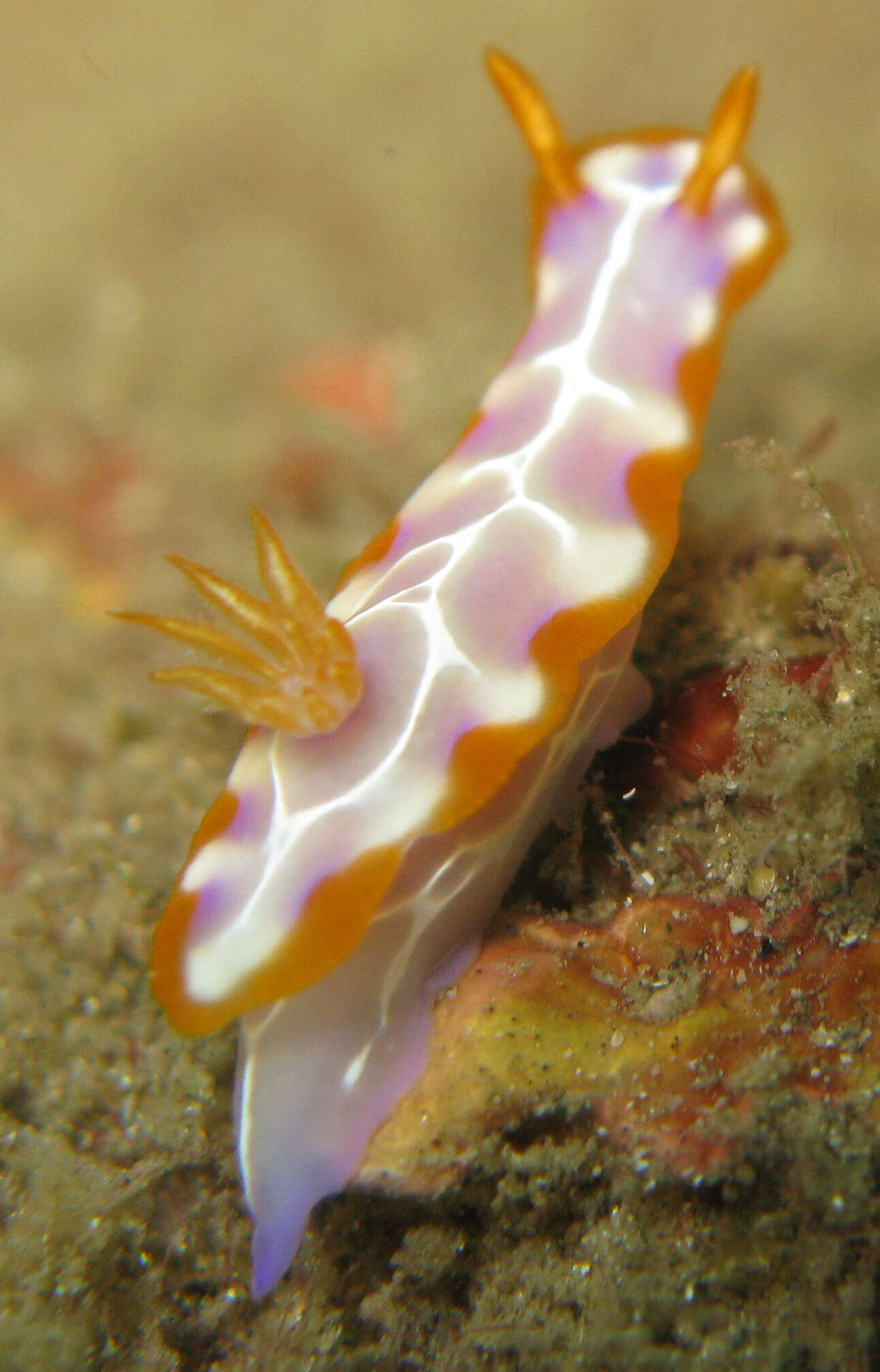 صورة Hypselodoris iacula Gosliner & R. F. Johnson 1999