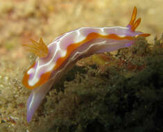 صورة Hypselodoris iacula Gosliner & R. F. Johnson 1999