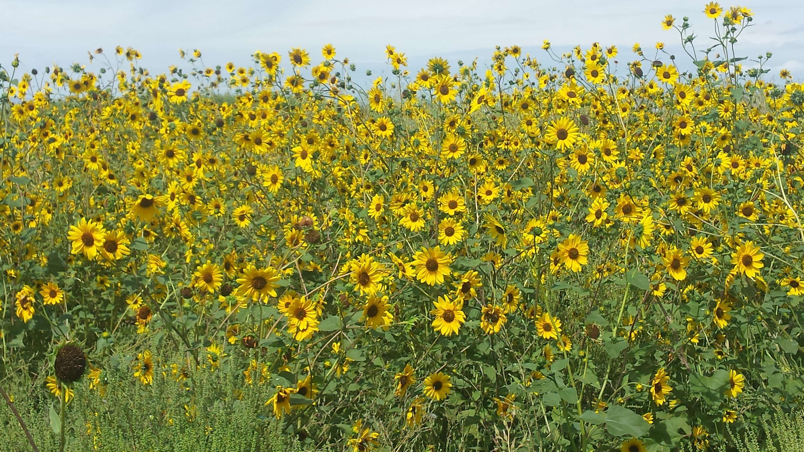 Image of prairie sunflower