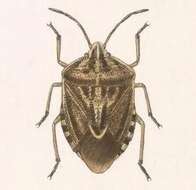 Image of Trichopepla semivittata (Say 1832)