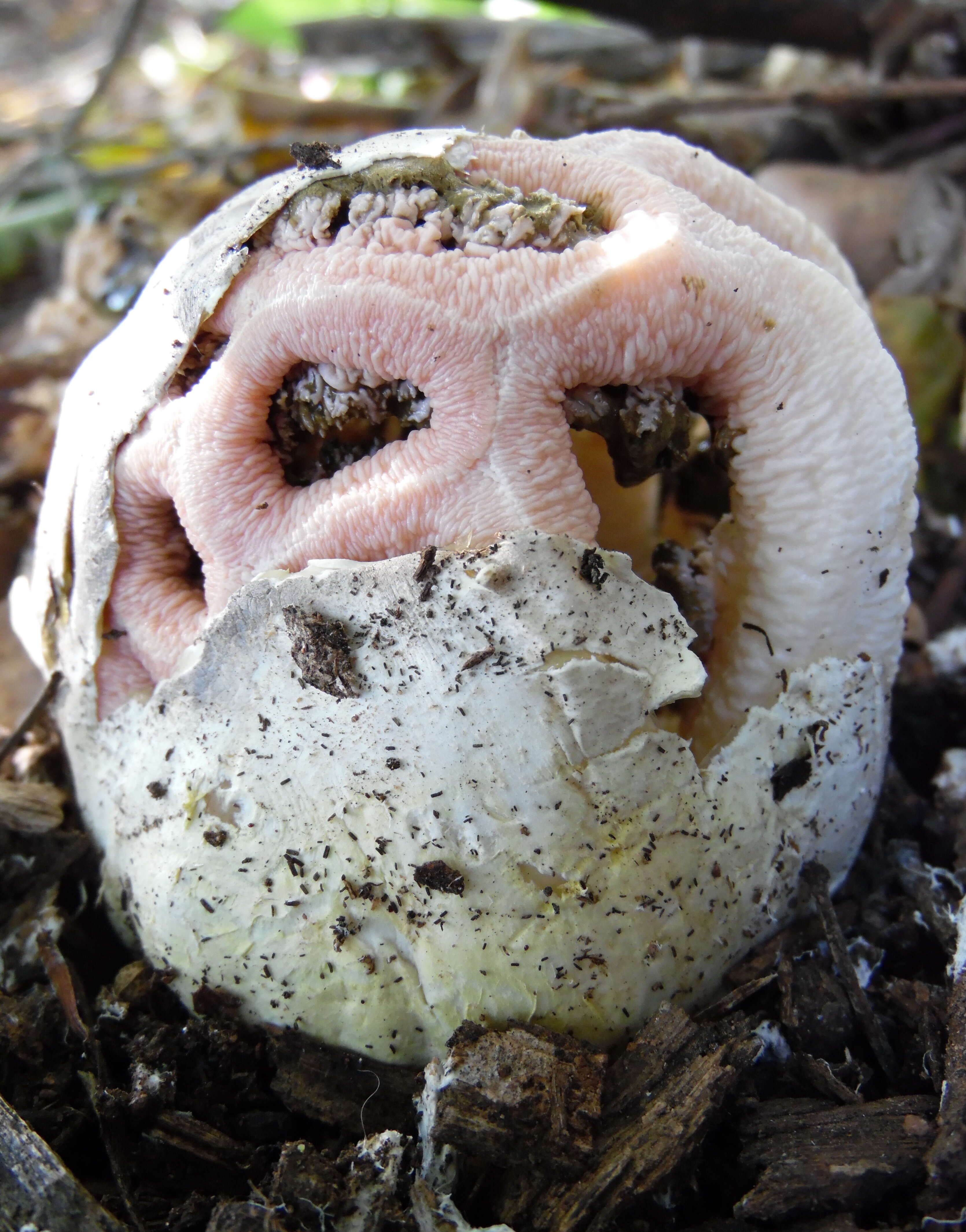 Image of Clathrus transvaalensis Eicker & D. A. Reid 1990