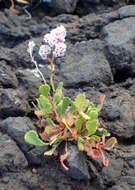 Limonium pectinatum (Ait.) Kuntze resmi