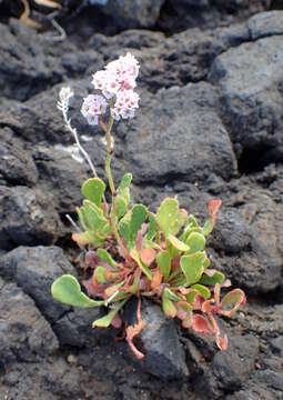 Image of Limonium pectinatum (Ait.) Kuntze