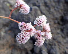 Limonium pectinatum (Ait.) Kuntze resmi