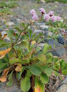 Limonium pectinatum (Ait.) Kuntze resmi