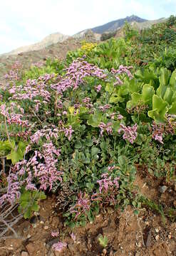 Image of Limonium pectinatum (Ait.) Kuntze