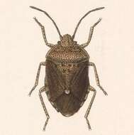 Image of Trichopepla dubia (Dallas 1851)