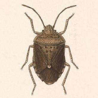 Image of Trichopepla dubia (Dallas 1851)