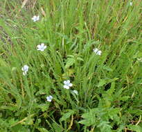 Слика од Linum bienne Miller