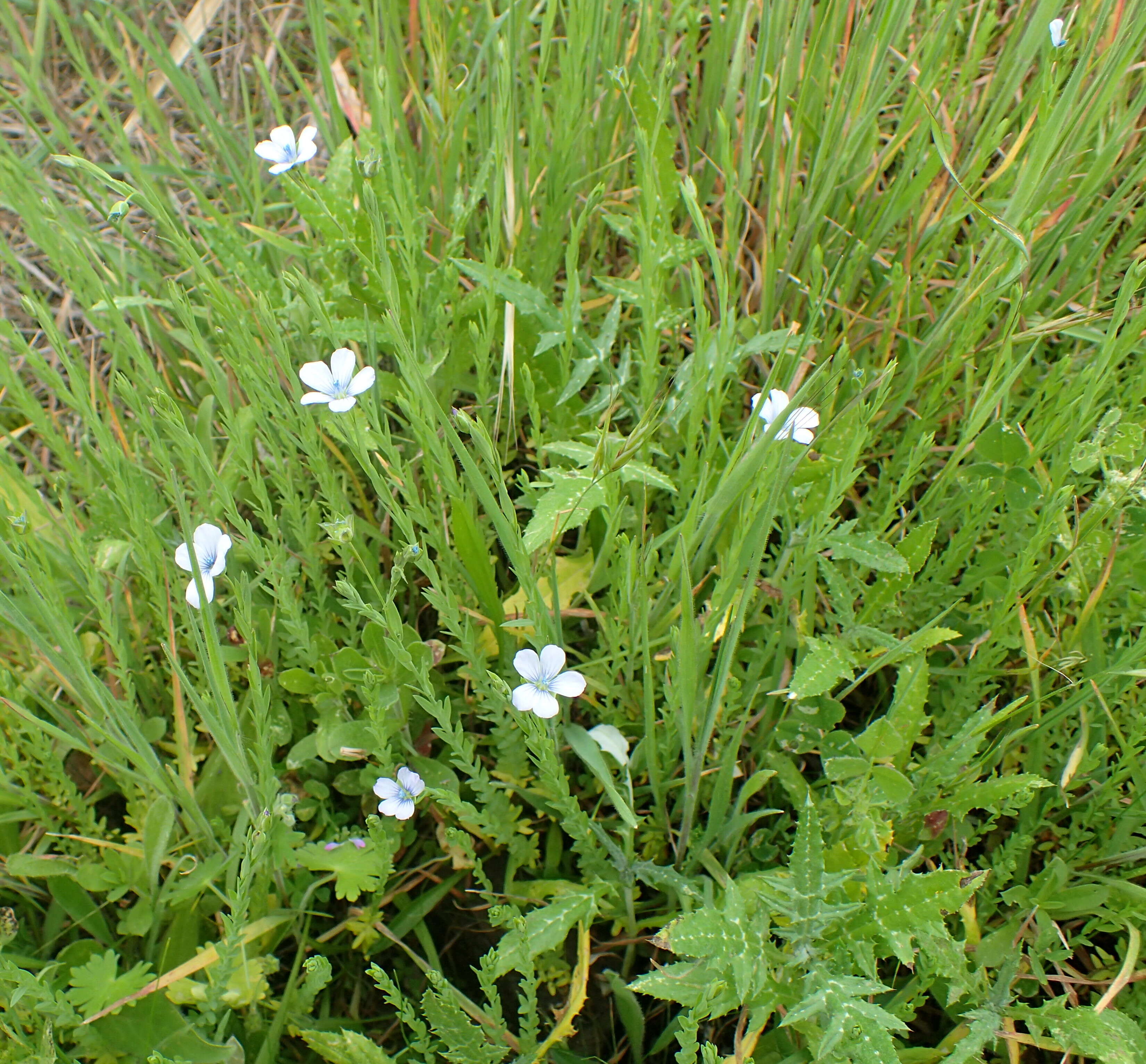 Слика од Linum bienne Miller