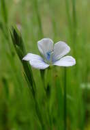 Слика од Linum bienne Miller
