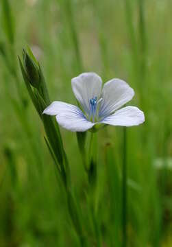 Слика од Linum bienne Miller