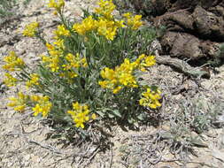 Image of Dudley Bluffs twinpod