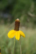 صورة Ratibida pinnata (Vent.) Barnh.