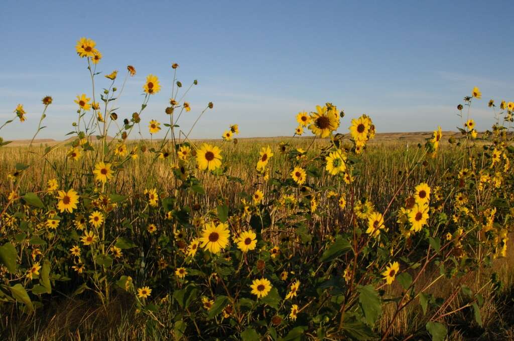 Image of prairie sunflower