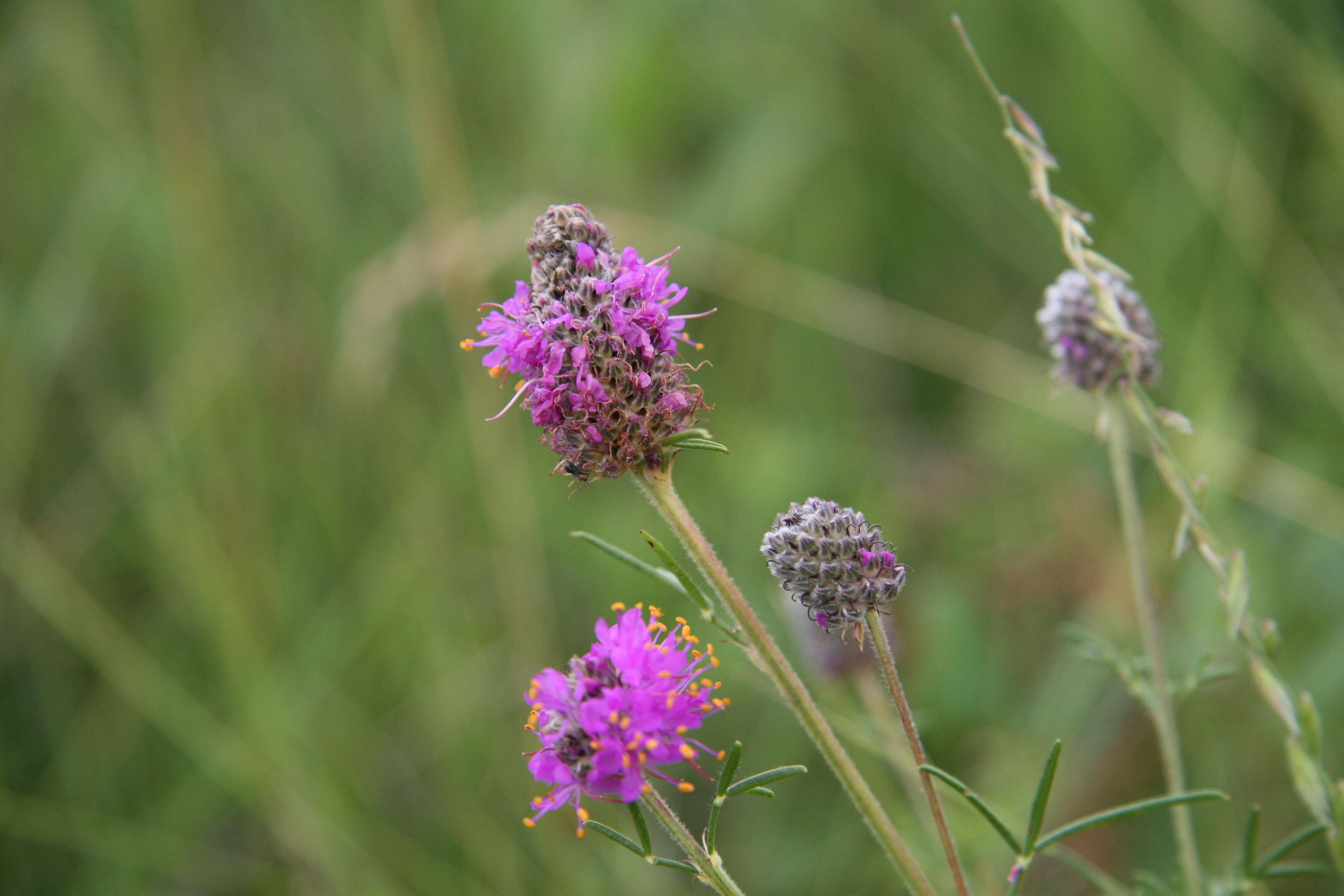 Image of purple prairie clover