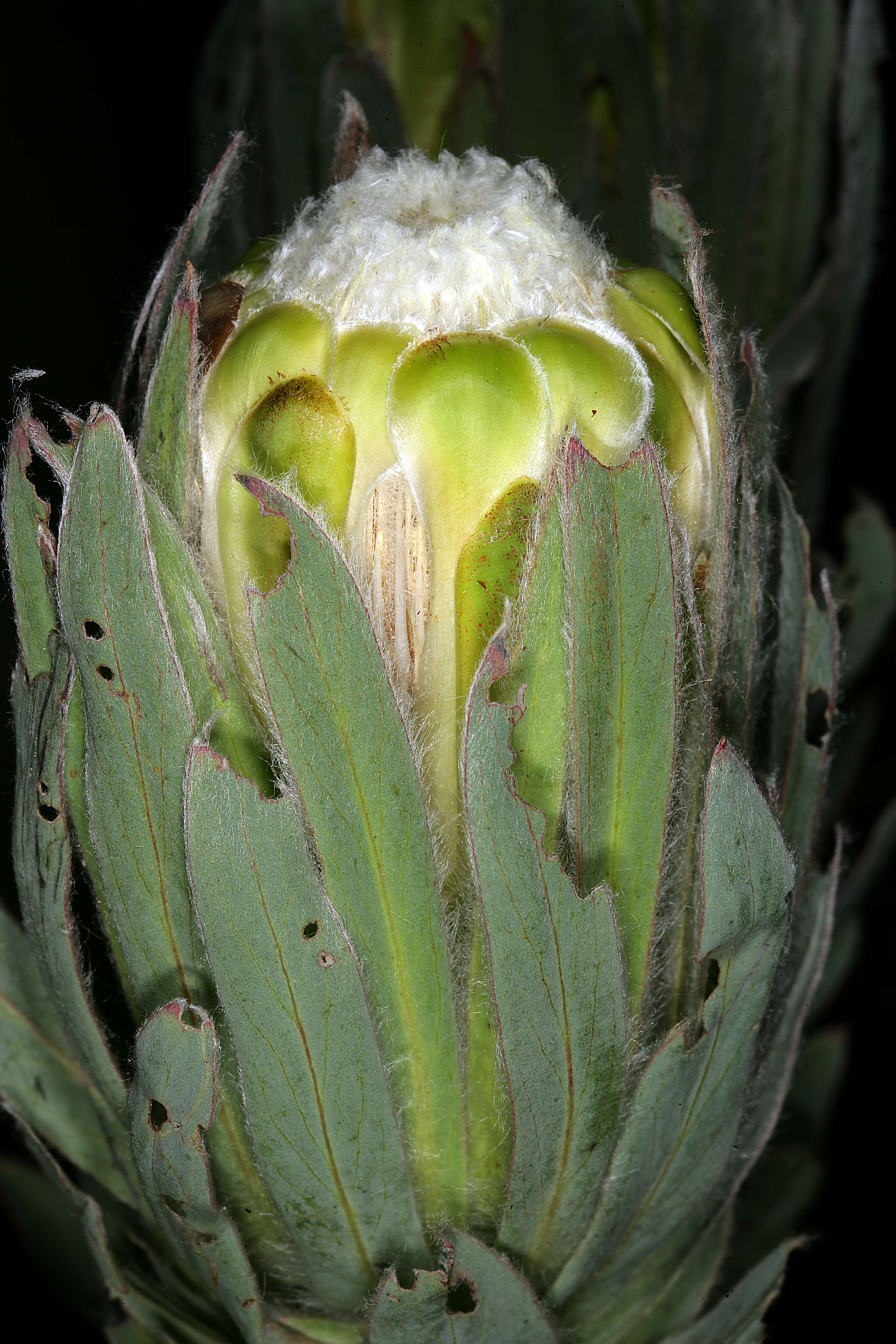 Plancia ëd Protea coronata Lam.