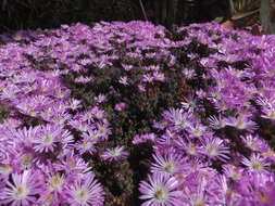 Imagem de Drosanthemum floribundum (Haw.) Schwant.