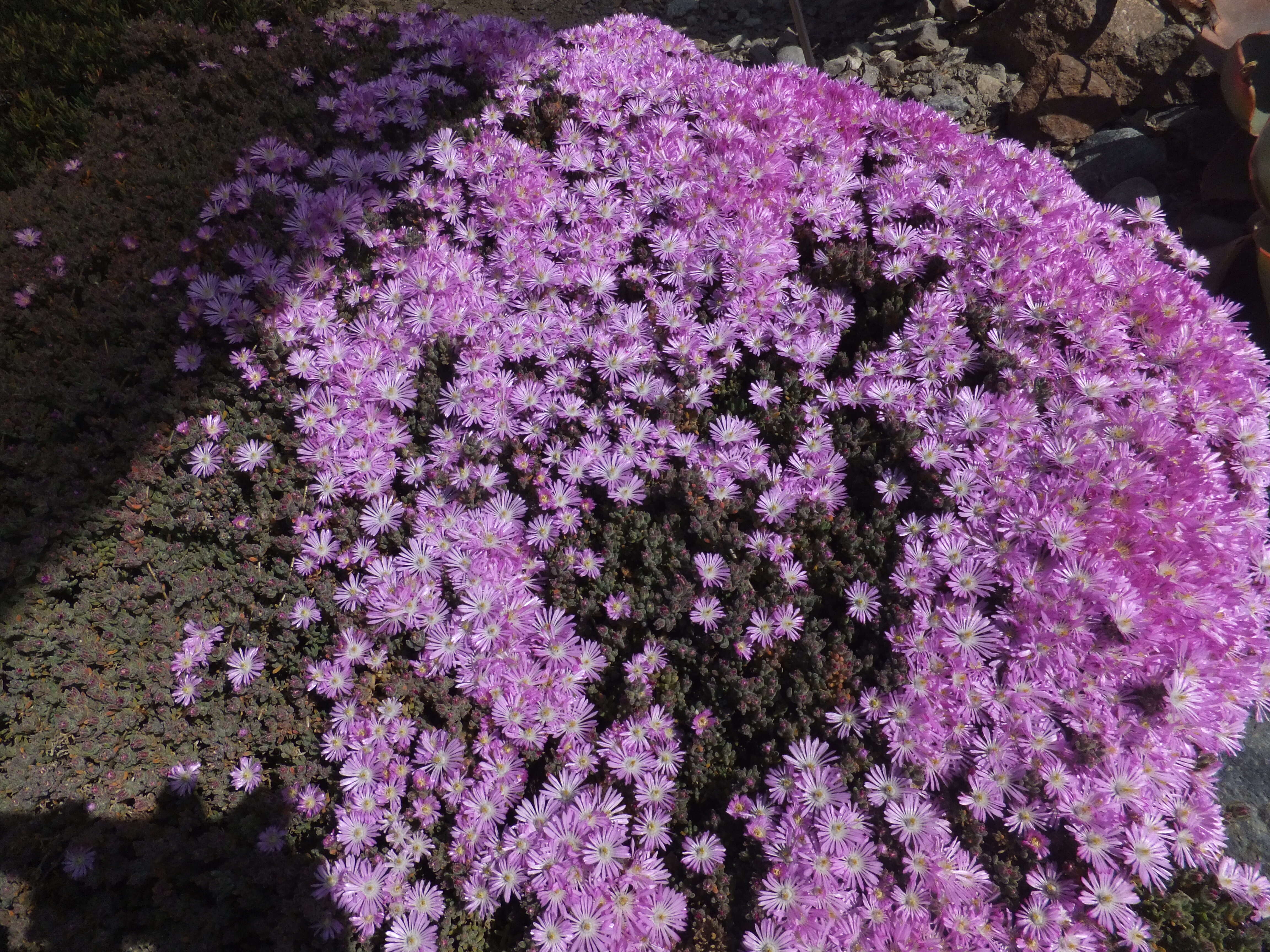 Imagem de Drosanthemum floribundum (Haw.) Schwant.